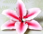 Hot pink stargazer Lily square 500×500
