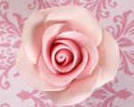 Medium tea rose pink sq