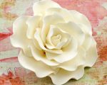 Large damask white rose 600×600