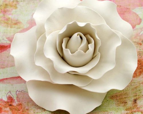 Extra large white rose