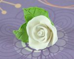 Small tea rose white with 2 leaves