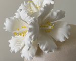 Hibiscus-white2