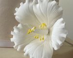 Hibiscus-white-sugar-flowers